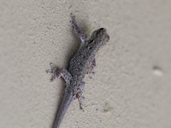 Lygodactylus chobiensis