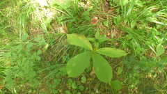 Paris verticillata