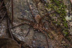 Heteropoda amphora