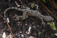 Gekko chinensis