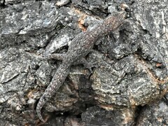 Afrogecko porphyreus