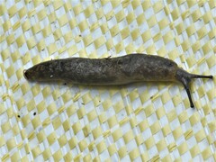 Limacus