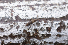 Collembola