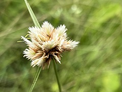Cyperus niveus leucocephalus
