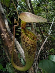 Nepenthes rafflesiana