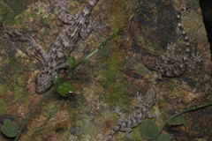 Gekko chinensis