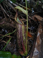 Nepenthes rafflesiana