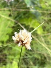 Cyperus niveus leucocephalus