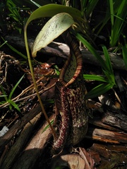 Nepenthes rafflesiana