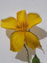 Viola xanthopetala