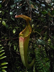 Nepenthes rafflesiana