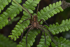 Heteropoda amphora