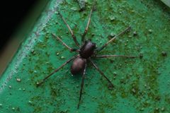 Zodariidae