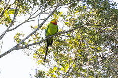 Polytelis swainsonii