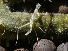 Miomantis caffra