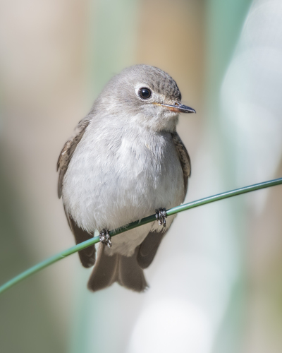 Asian Brown Flycatcher (Muscicapa dauurica), photo 6