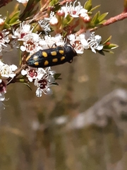 Castiarina xanthopilosa