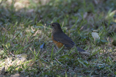 Turdus hortulorum