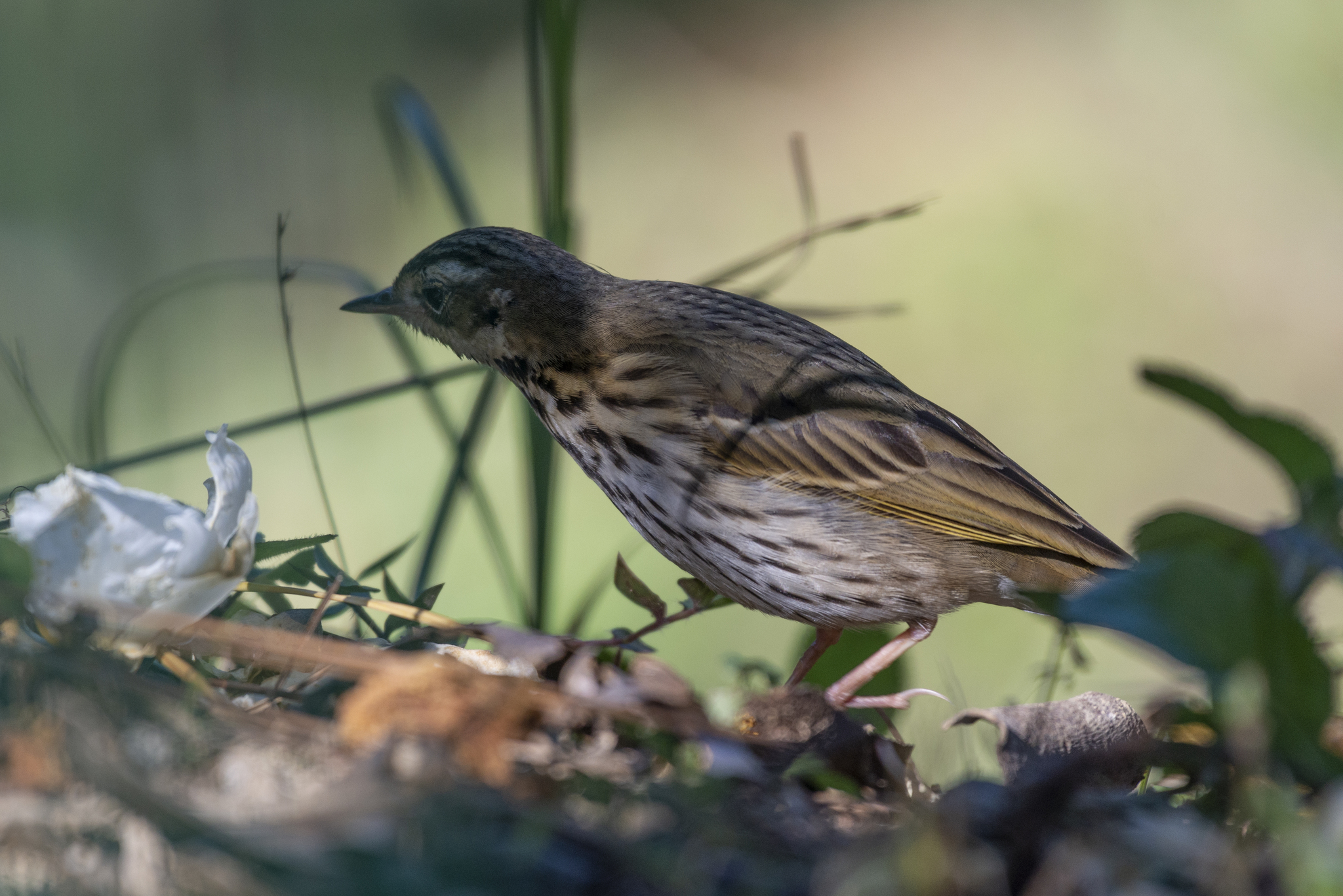Olive-backed Pipit