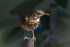 Turdus cardis