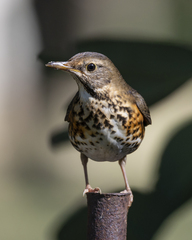 Turdus cardis