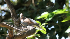 Streptopelia senegalensis senegalensis