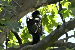 Accipiter melanoleucus