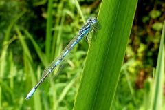 Coenagrion scitulum