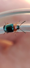 Gastrophysa polygoni
