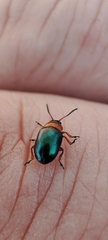 Gastrophysa polygoni