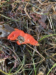 Metandrocarpa dura