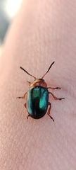 Gastrophysa polygoni