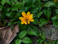 Sphagneticola calendulacea
