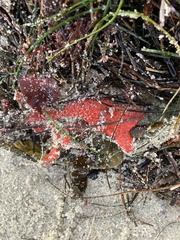 Metandrocarpa dura