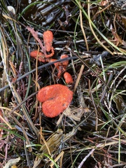 Metandrocarpa dura