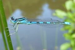 Coenagrion scitulum