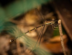 Episynlestes albicaudus