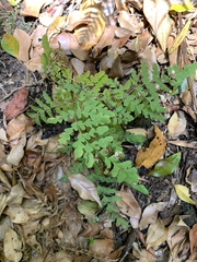 Histiopteris