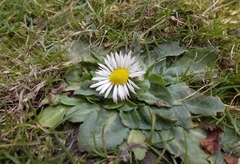 Bellis perennis