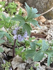 Hydrophyllum capitatum