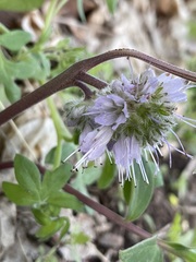 Hydrophyllum capitatum
