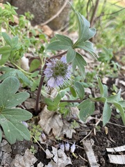 Hydrophyllum capitatum