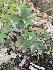 Hydrophyllum capitatum