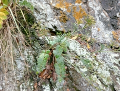 Gingidia grisea