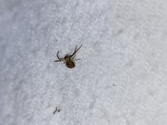 Diaea ambara