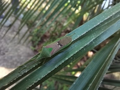 Homoeocerus bipunctatus