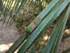 Homoeocerus bipunctatus