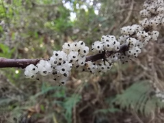 Oreocnide frutescens