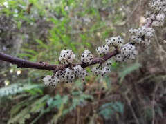 Oreocnide frutescens