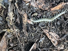 Cormocephalus